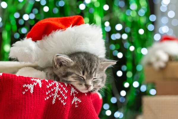 Come salvare i gatti dallo stress delle feste  