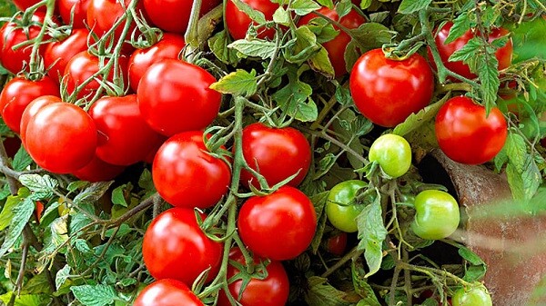 Come conservare i pomodori freschi  