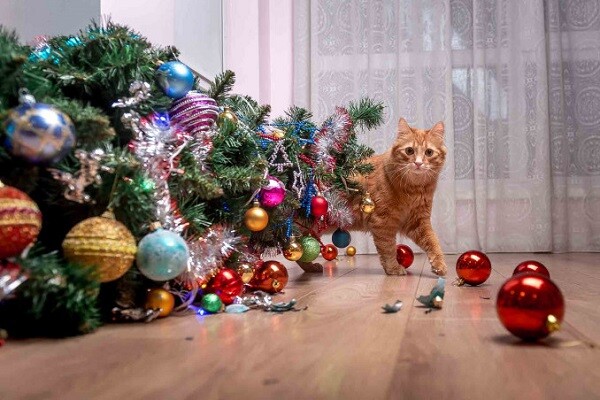 Come fare un albero di natale a prova di gatto  