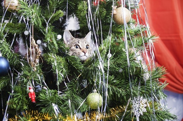 Come fare un albero di natale a prova di gatto  