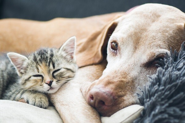 Come gestire più animali in casa  