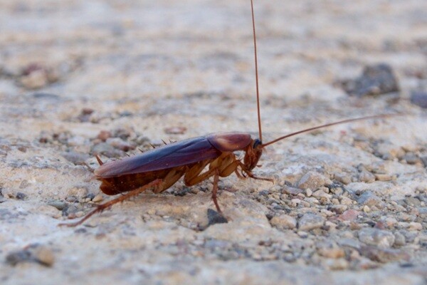 Come combattere le blatte volanti  