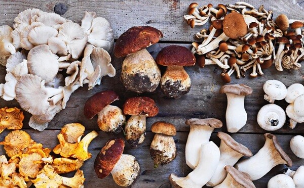 Come diventare esperti di funghi  