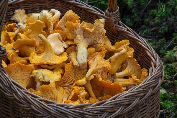 Come diventare esperti di funghi  