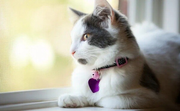 Come scegliere il collare giusto per il gatto Come scegliere il collare giusto per il gatto