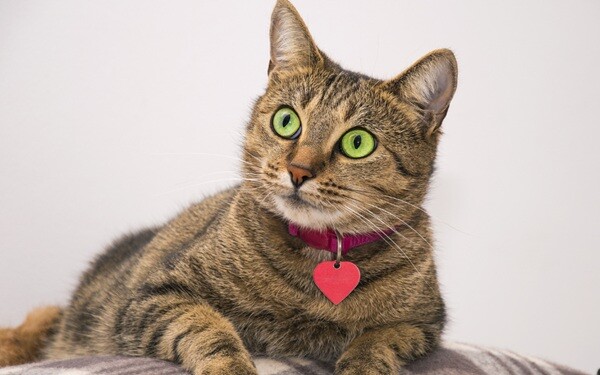 Come scegliere il collare giusto per il gatto  