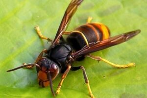 Come pulire i mobili da giardino  