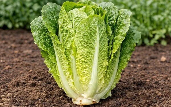 Come preparare un'insalata nichel free Come preparare un'insalata nichel free
