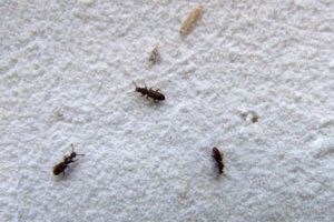 Come fare un presepe moderno  