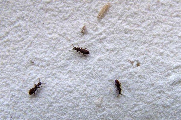 Come eliminare i parassiti da casa  